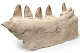 Partial Mosasaur Jaw with Five Teeth - Morocco #220277-4